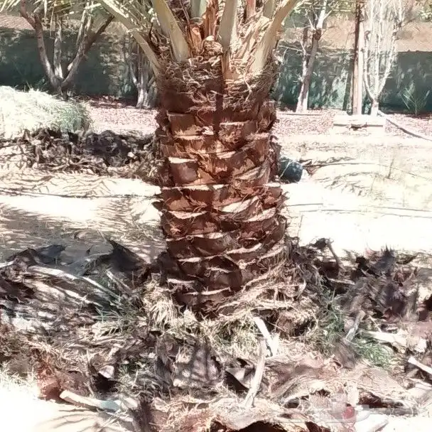 نخيل اللبيع 6