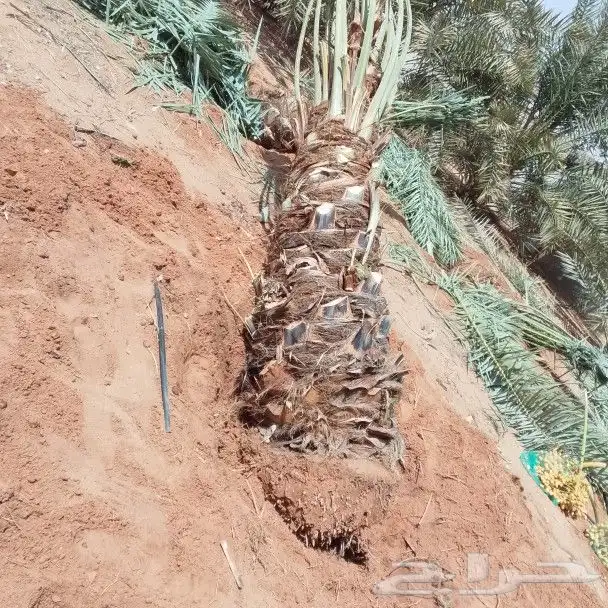 نخيل اللبيع 3
