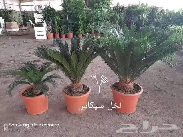 تنسيق حدائق 5