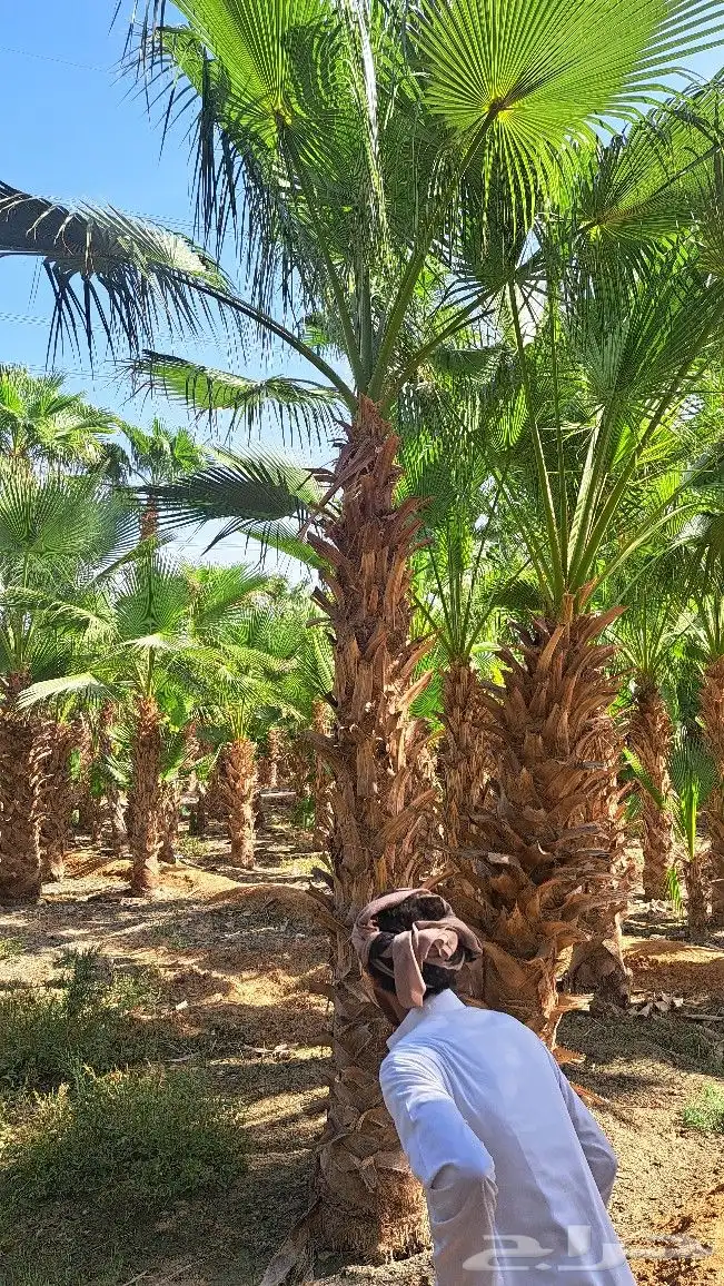 نخل واشنطن للبيع 1