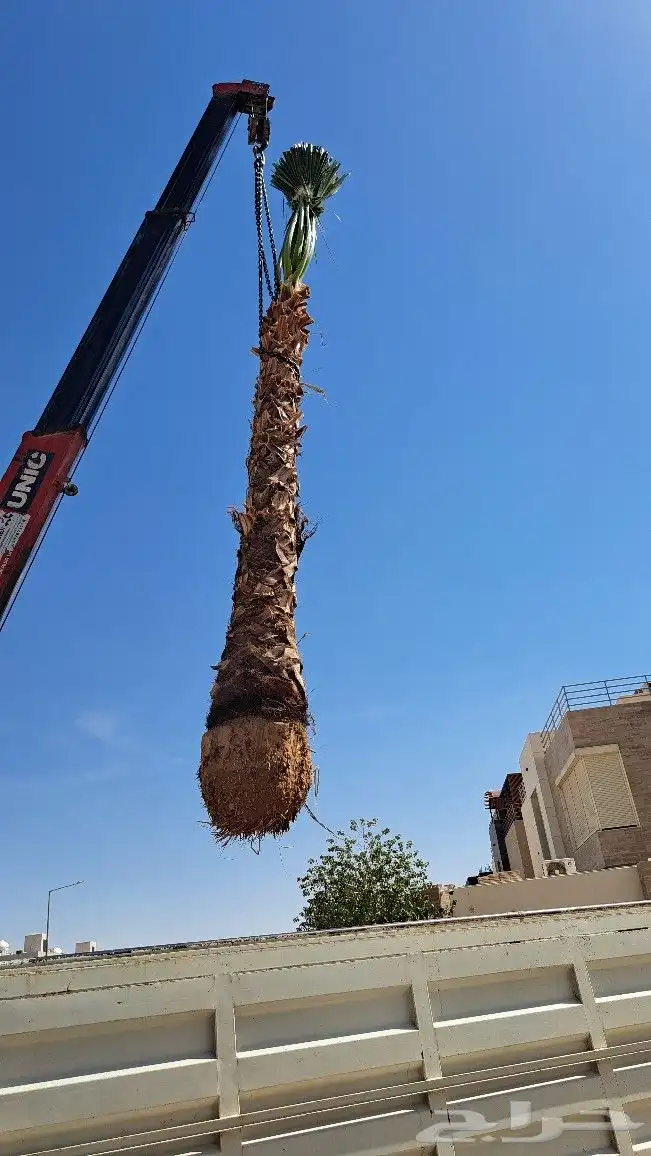 نخل واشنطن للبيع 0