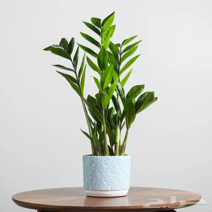 تصوير أطعمة ومنتجات 46