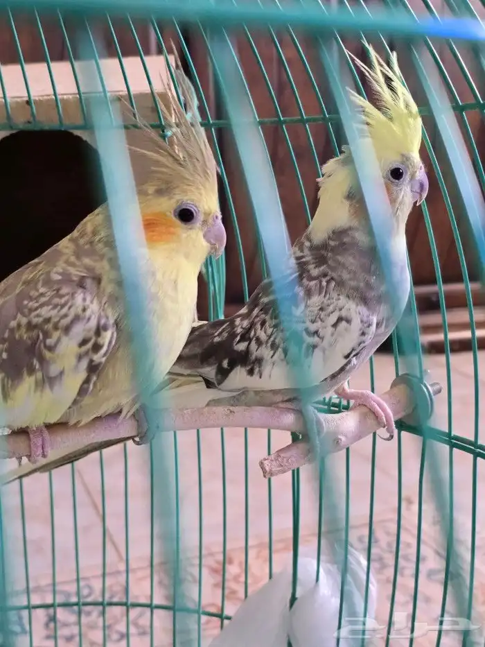 جوز كروان للبيع 4