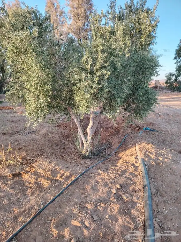 اشجار زيتون معمر ومثمر 3