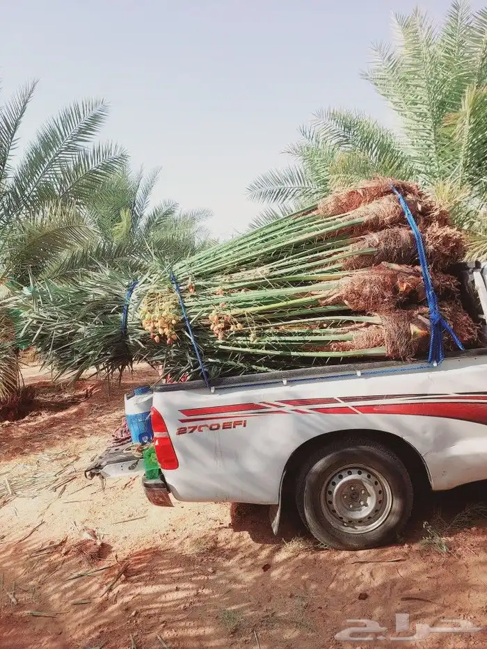 يوجد لدينا جميع انواع النخيل المثمر والزينه جميع مقاسات 3