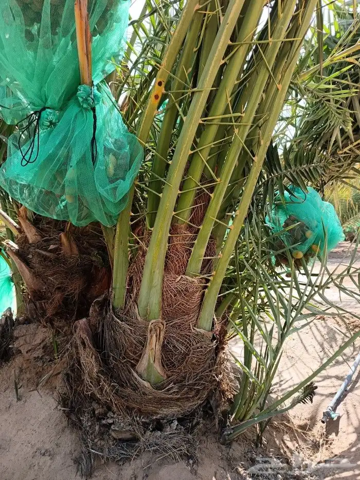 نخل للبيع مثمر خلاص صقعي سكري برحي القصيم 0