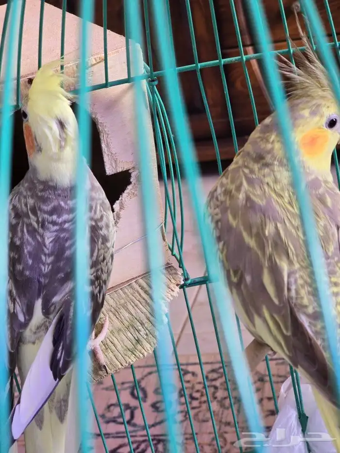 جوز كروان للبيع 2