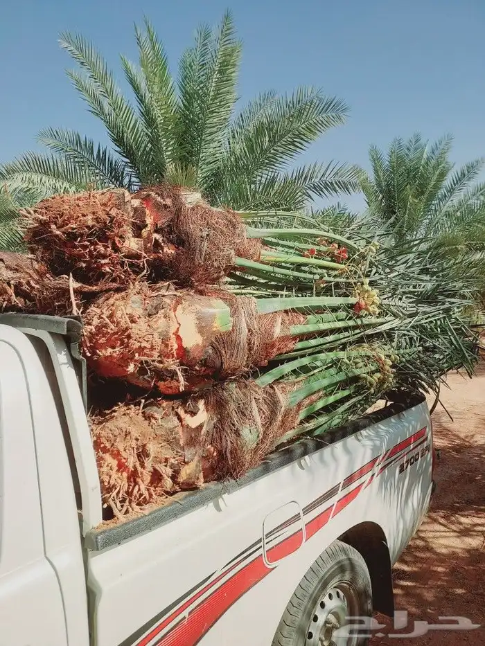 يوجد لدينا جميع انواع النخيل المثمر والزينه جميع مقاسات 4