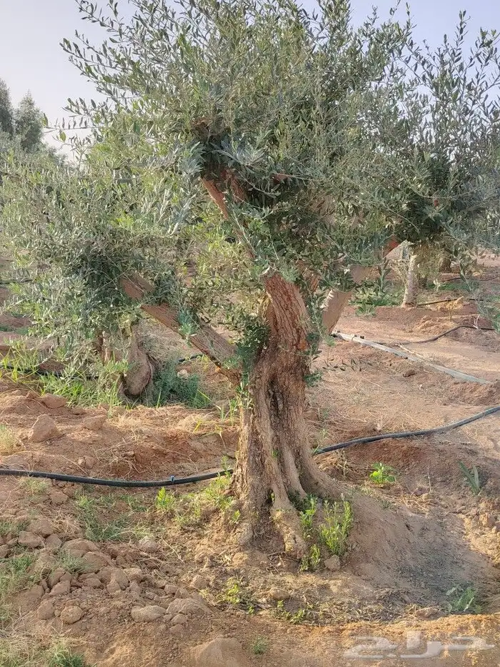 اشجار زيتون معمر ومثمر 4