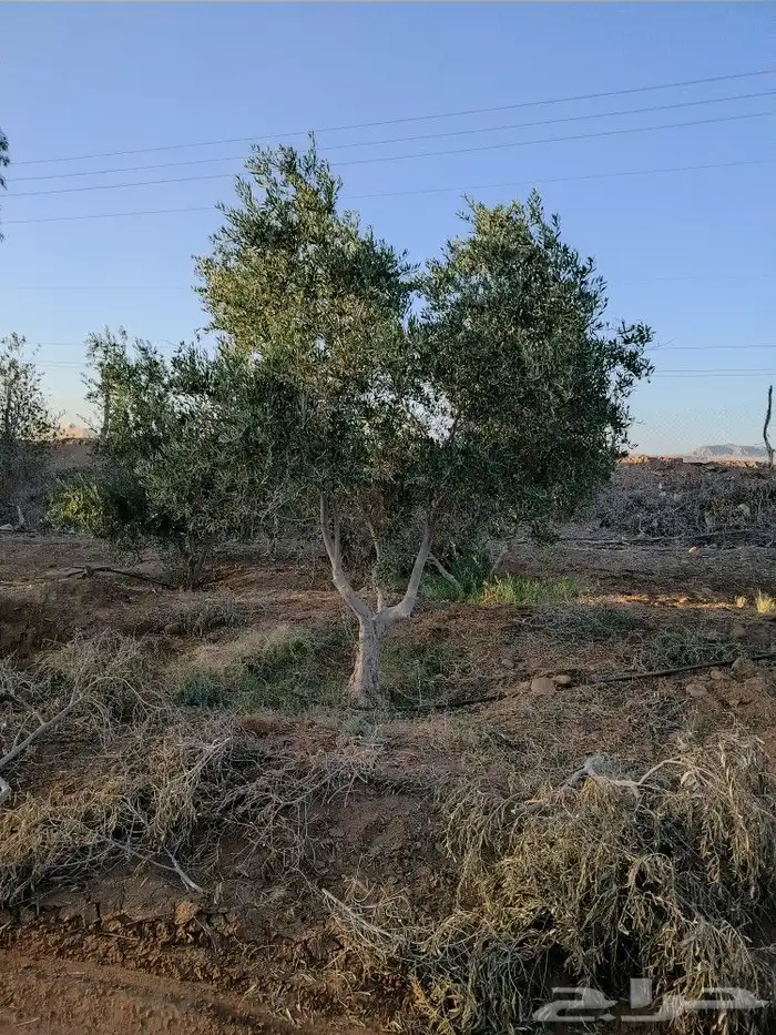 اشجار زيتون معمر ومثمر 0