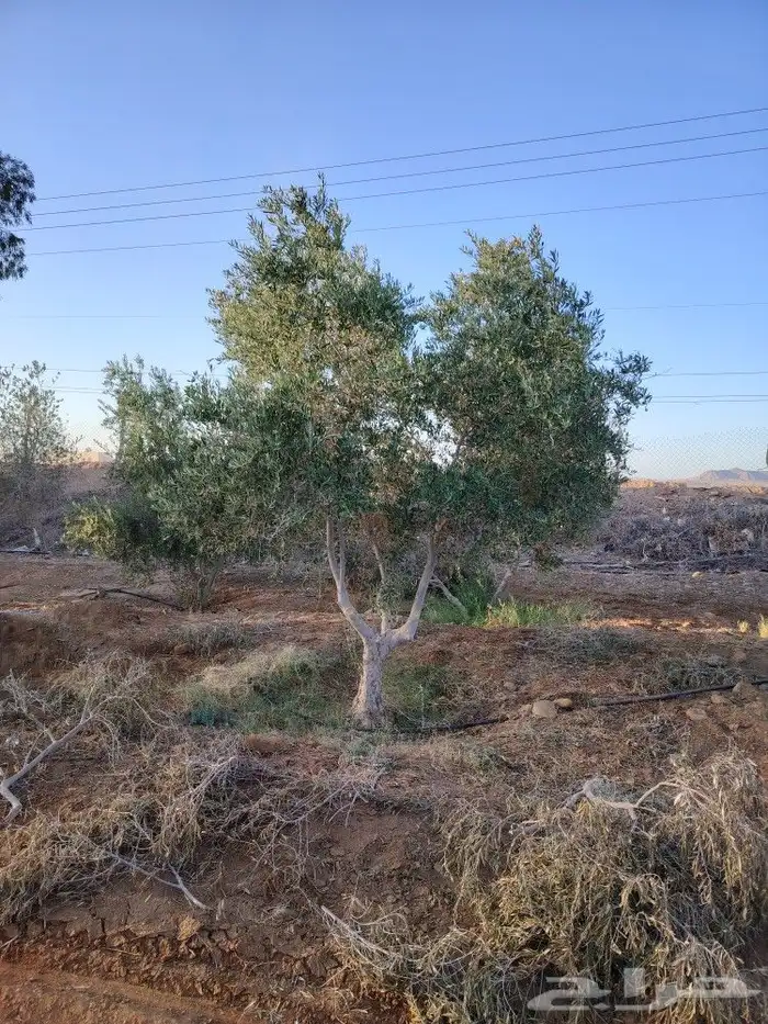 اشجار زيتون معمر ومثمر 1