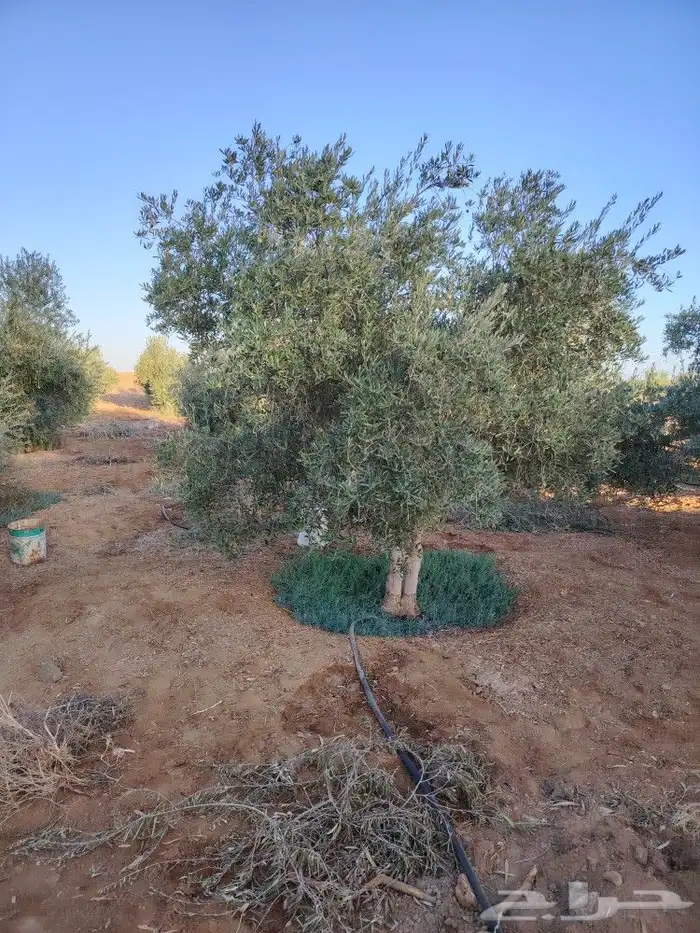 اشجار زيتون معمر ومثمر 2