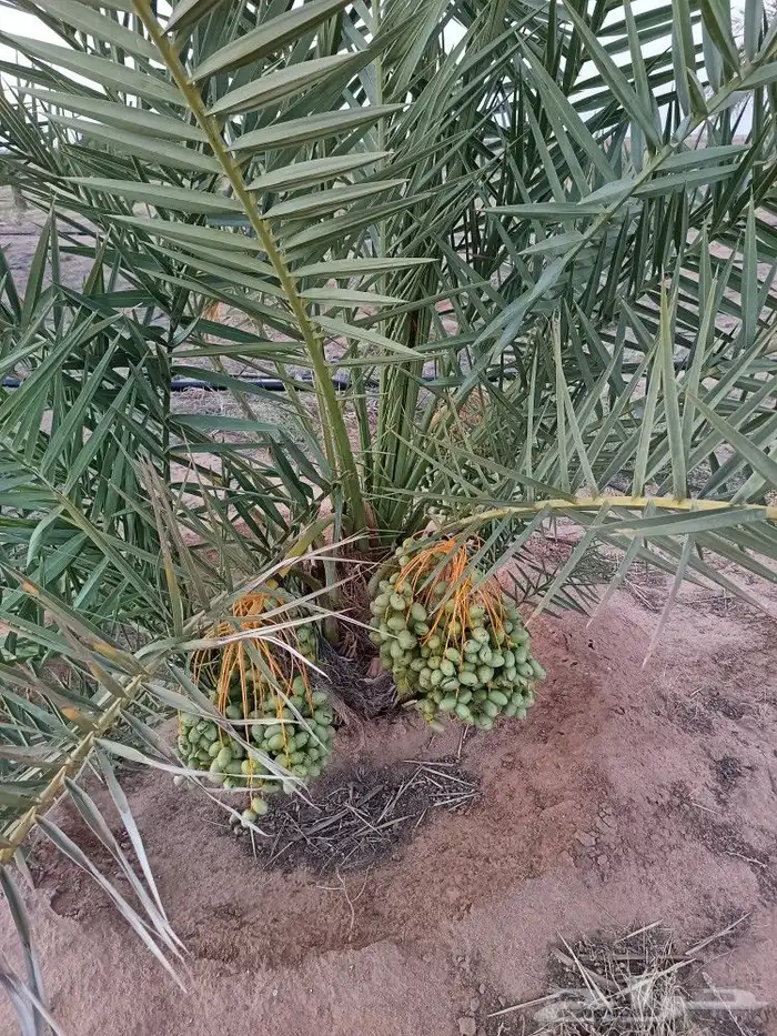 نخل للبيع مثمر خلاص صقعي سكري برحي القصيم 2