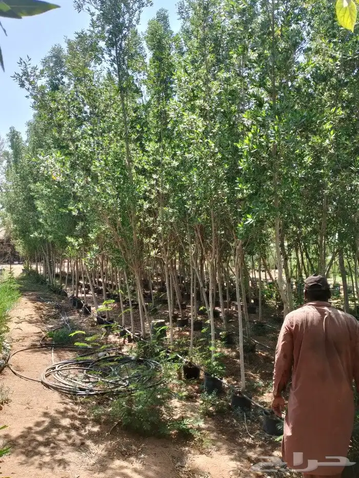 أشجار زينه كبيره واشجار حمضيات مثمار جميع المقسات وانوعها 7