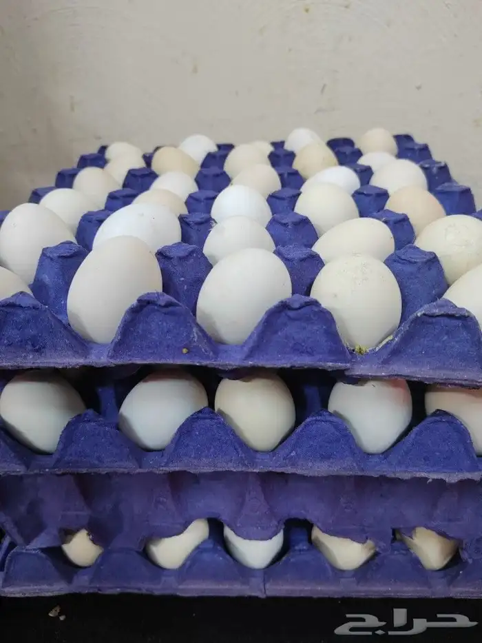 بيض بلدي انتاج يومي او شبه يومي بالطلب 0