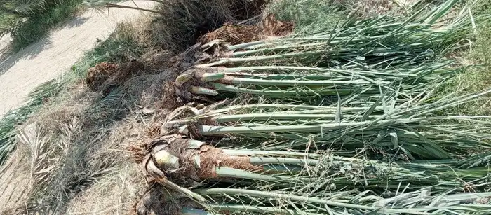 حيش مجدولة طيب 1