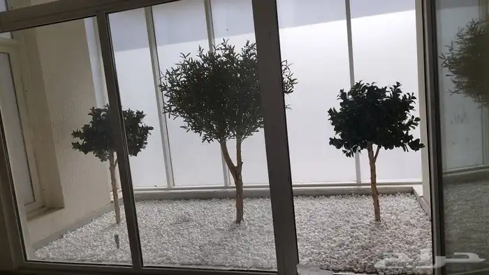 اشجار زيتون صناعي 1