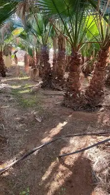 نخل القصيم المثمرة 4