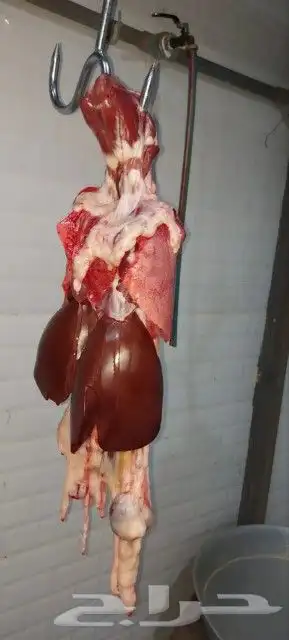 مطعم الخير يقدم خروف سيخ على الجمر 1 خروف مشوي   2   دجاج مش 3