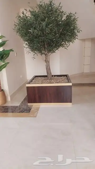 اشجار زيتون صناعي 5