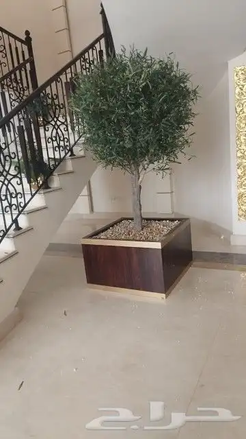 اشجار زيتون صناعي 2