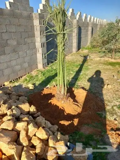 نخل القصيم المثمرة 5