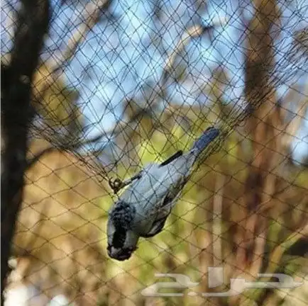 شبكة صيد طيور 0