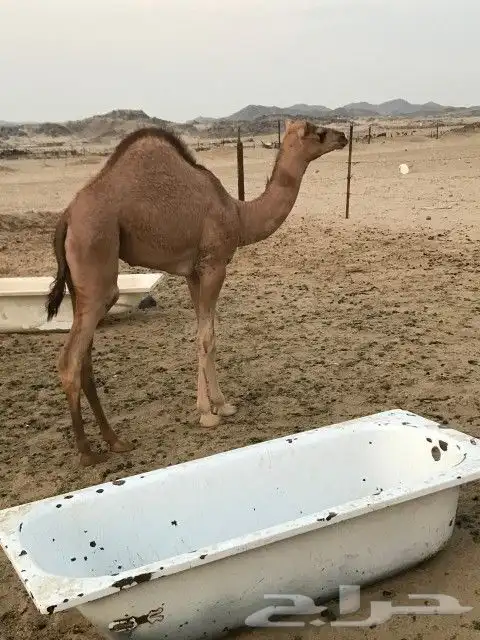 خلفه اللبيع 3