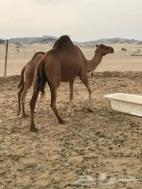 خلفه اللبيع 1