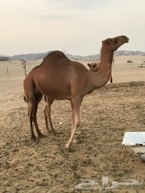 خلفه اللبيع 0