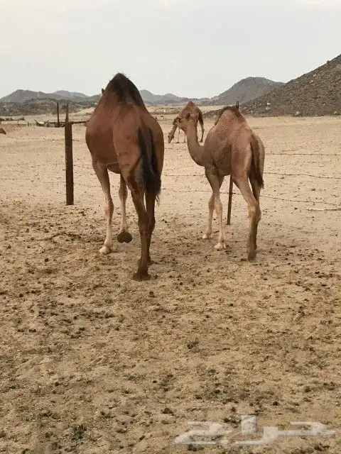 خلفه اللبيع 2