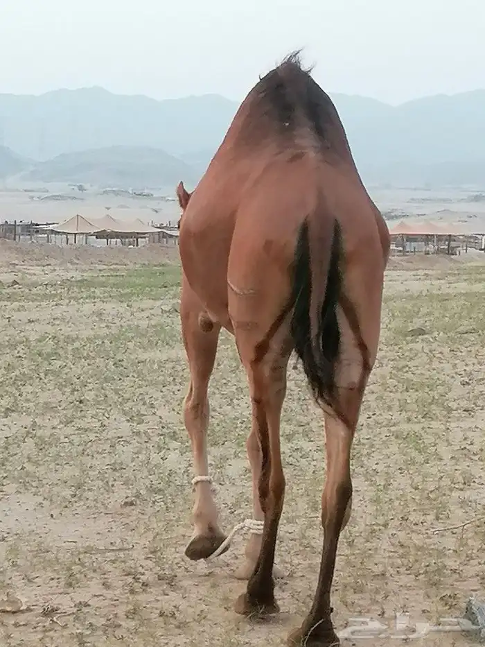 خلفه اللبيع 6