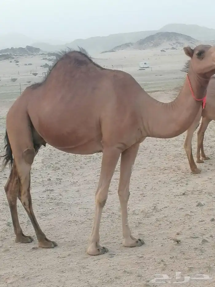 خلفه اللبيع 5