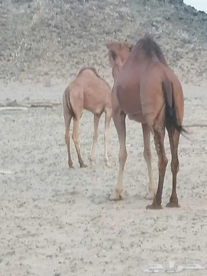 خلفه اللبيع 4