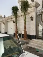 زراعه نخيل 4