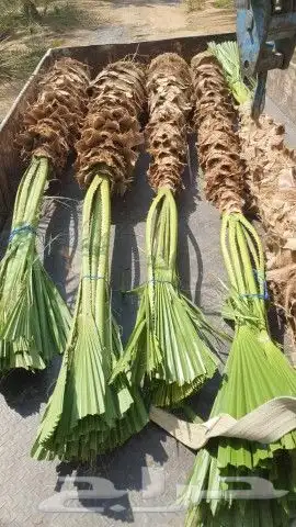 مقاول شبوك مزارع ونخيل عربي توريد وتركيب الشرقيه 2