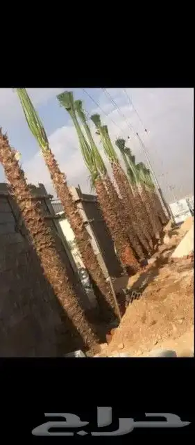 مقاول شبوك مزارع ونخيل عربي توريد وتركيب الشرقيه 1