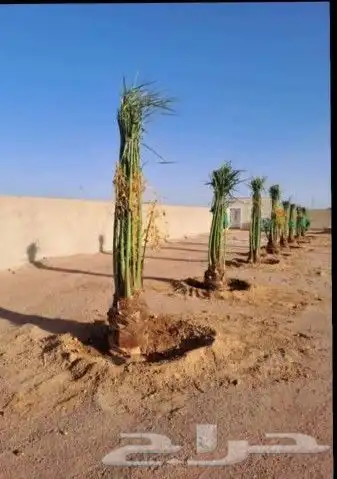 يوجد لدينا جميع انواع النخيل دمام الجبيل 7