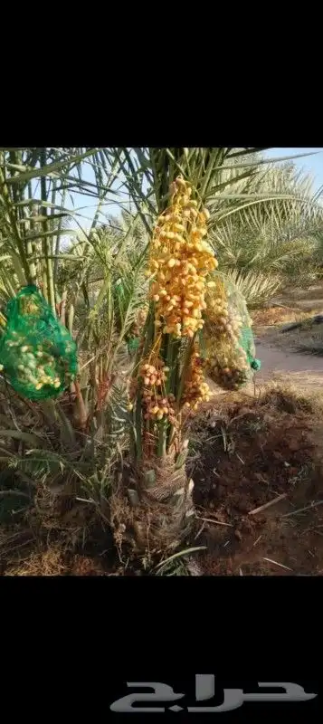 يوجد لدينا جميع انواع النخيل دمام الجبيل 2