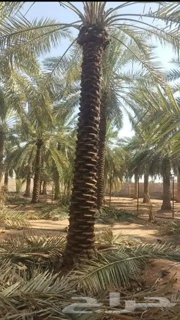نخل هلال وعربي 6