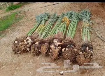 يوجد لدينا جميع انواع النخيل دمام الجبيل 6