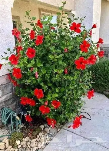 ابو سيد لتنسيق الحدائق العامة والخاصة وزراعه جميع انواع النخ 2