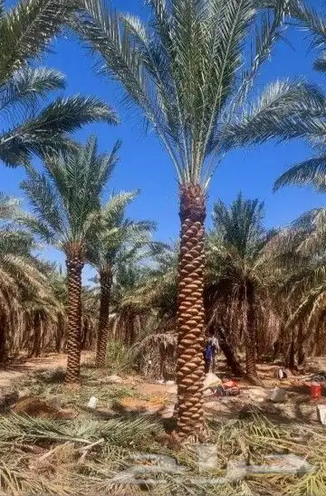 نخل هلال وعربي 5
