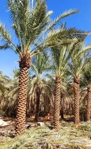 نخل هلال وعربي 4