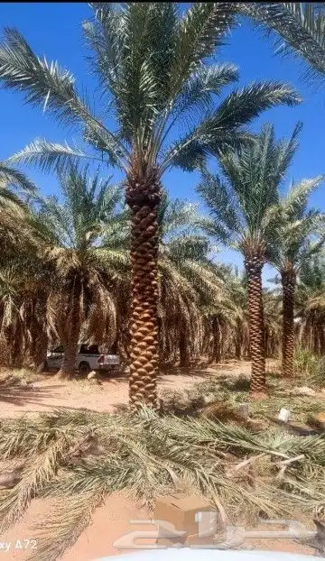 نخل هلال وعربي 7