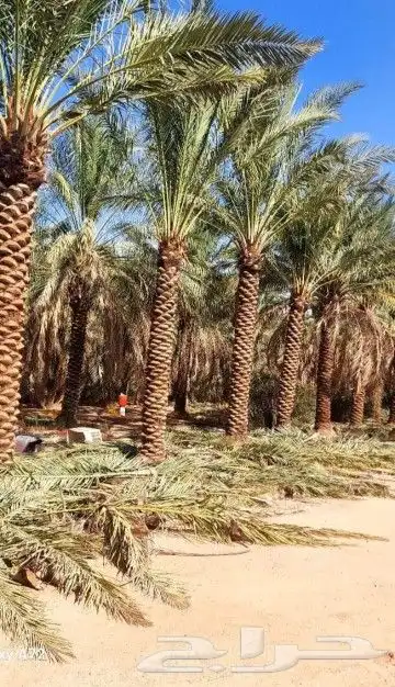 نخل هلال وعربي 0