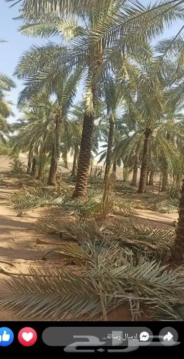 نخل هلال وعربي 2
