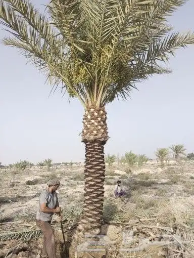 زراعه نخيل 1