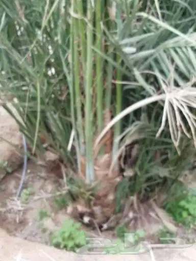 صقعي فاخر درجه اولا 2