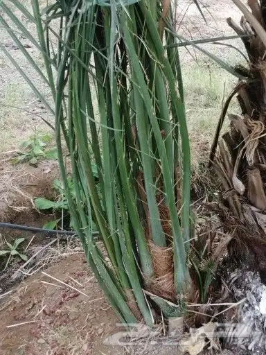 صقعي فاخر درجه اولا 1